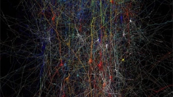 Synapses, Neurons and Brains