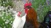Chicken Behaviour and Welfare