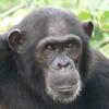 Chimpanzee Behavior and Conservation