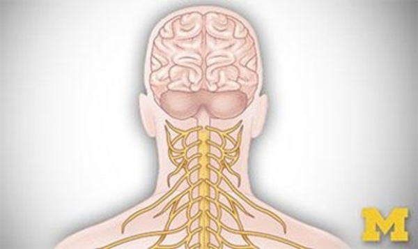 Anatomy: Human Neuroanatomy