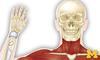 Anatomy: Musculoskeletal and Integumentary Systems
