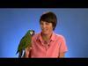 Pet Birds 101: Introduction to Avian Care and Medicine for the Pet Bird Enthusiast