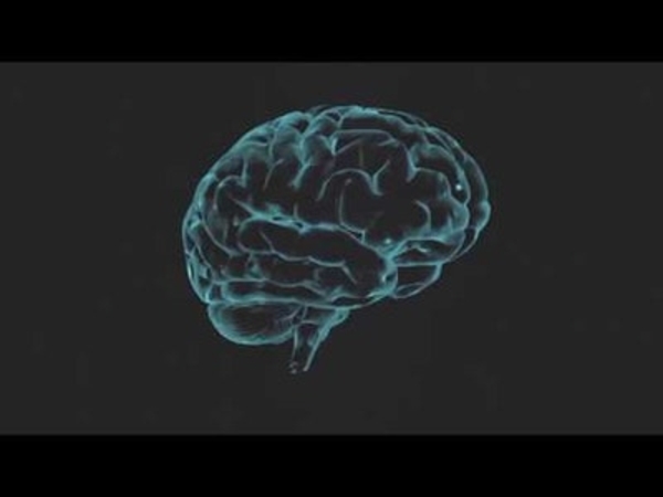 Simulation Neuroscience