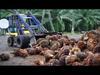 Sustainable Food Security: Crop Production