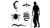 Tropical Parasitology: Protozoans, Worms, Vectors and Human Diseases