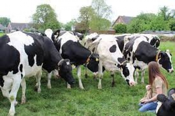 ANIMAL AND DAIRY SCIENCE