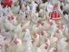 POULTRY SCIENCE 