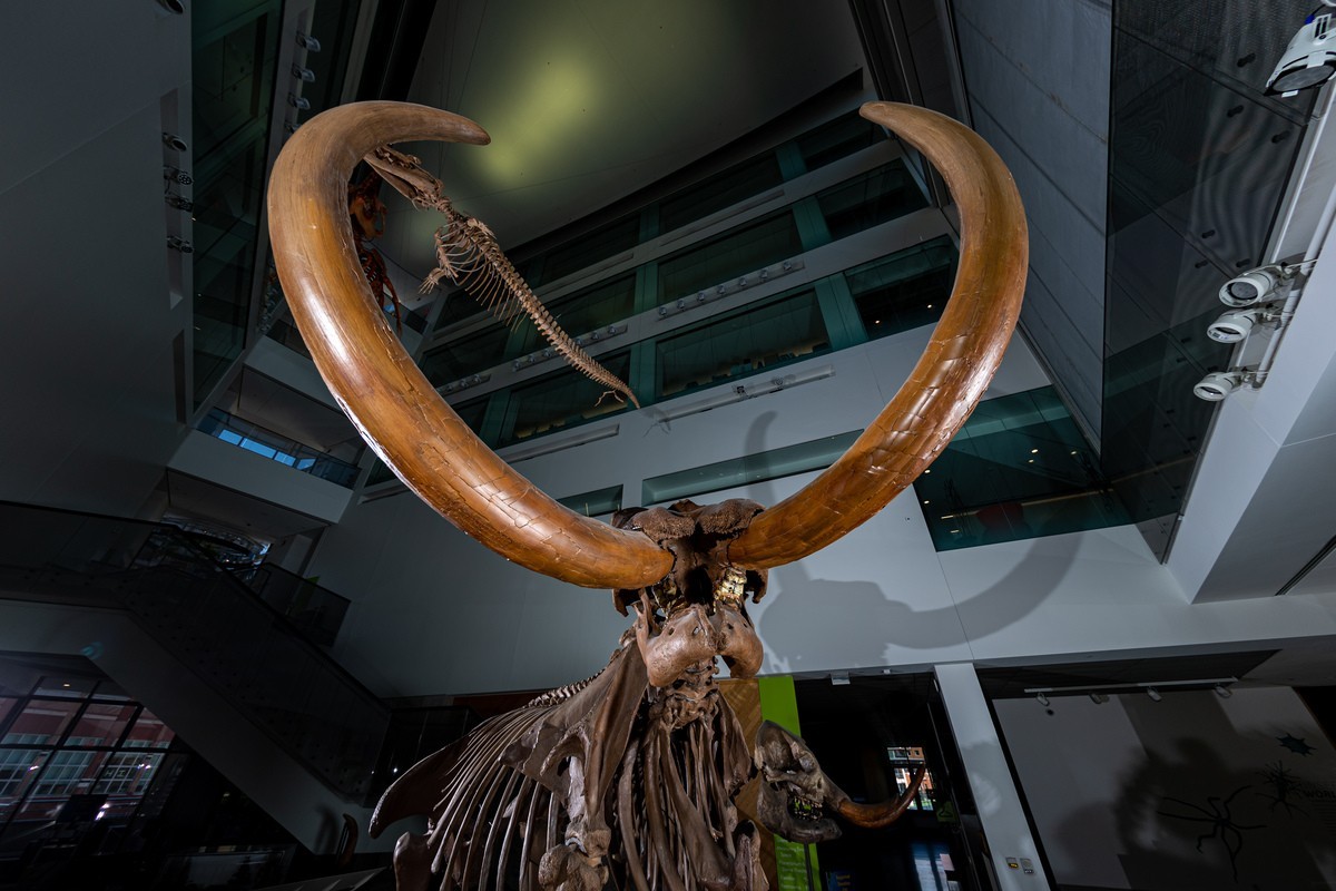 Mastodon's tusks reveal life of fighting, roaming