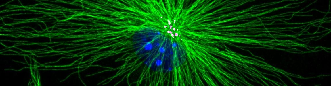 microglia_19979_0