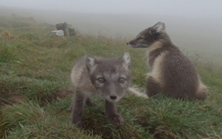 A record number of arctic foxes were born in 2022