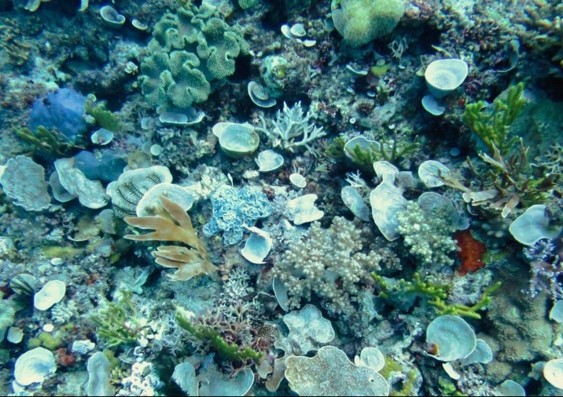 sea_sponges_feature-image_1