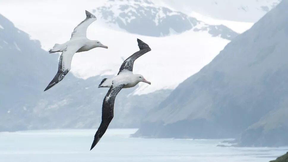 pair-of-albatross