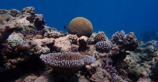 Pacific coral reef shows historic increase in climate resistance