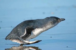 Marine heatwaves affecting little penguin population