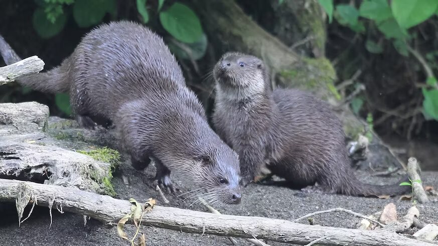 two-otters_credit-david-bailey