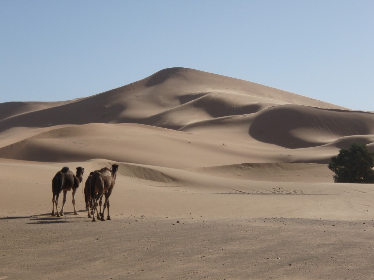 Twyn-Tywod-Seren-Lala-Lallia-Erg-Chebbi-Morocco-Star-Dune