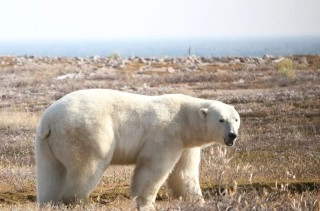 Polar bears unlikely to adapt to longer summers
