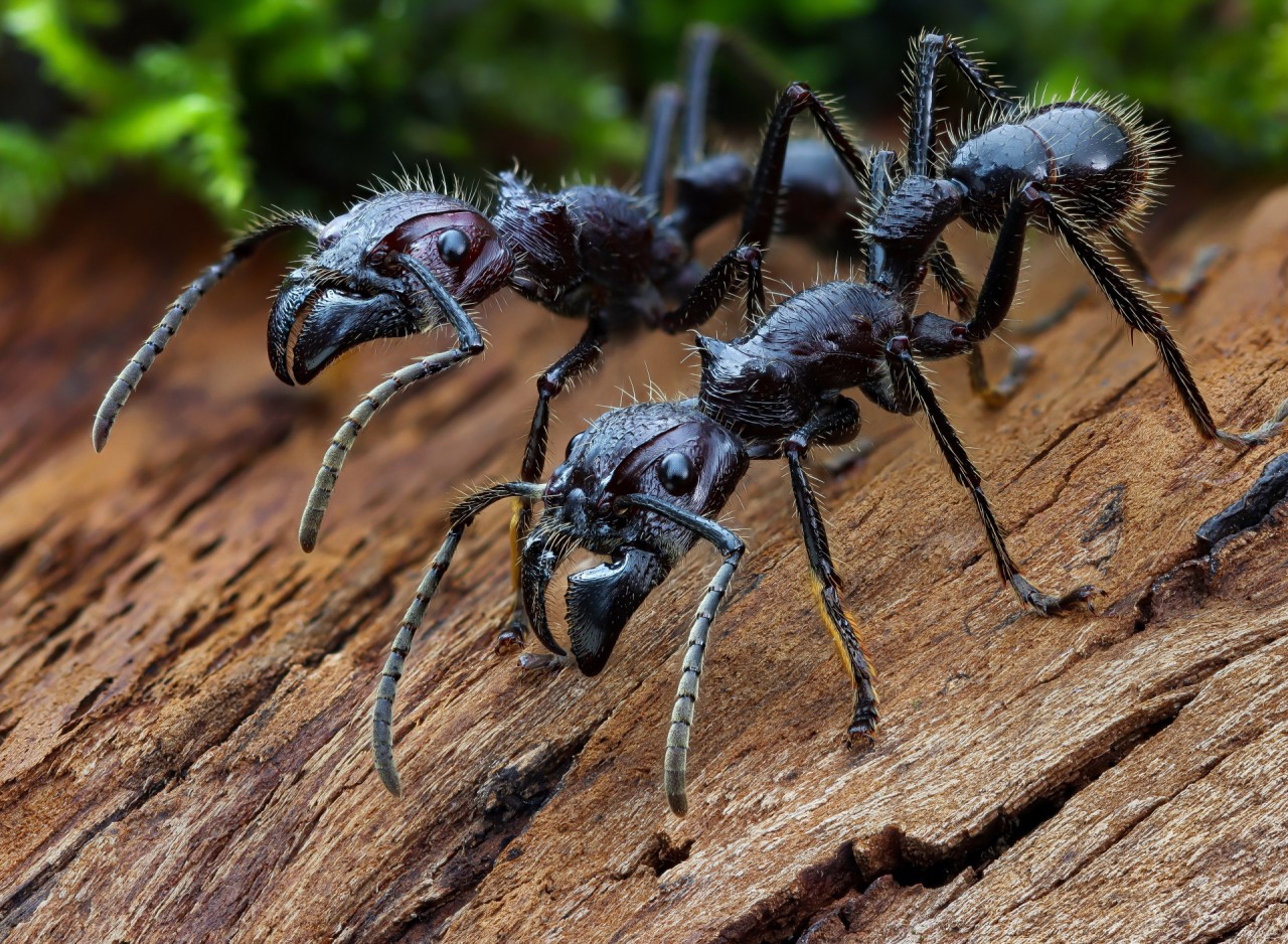 ants-insects-close-up-tree-bark-jaws-muravi-nasekomye-krupny