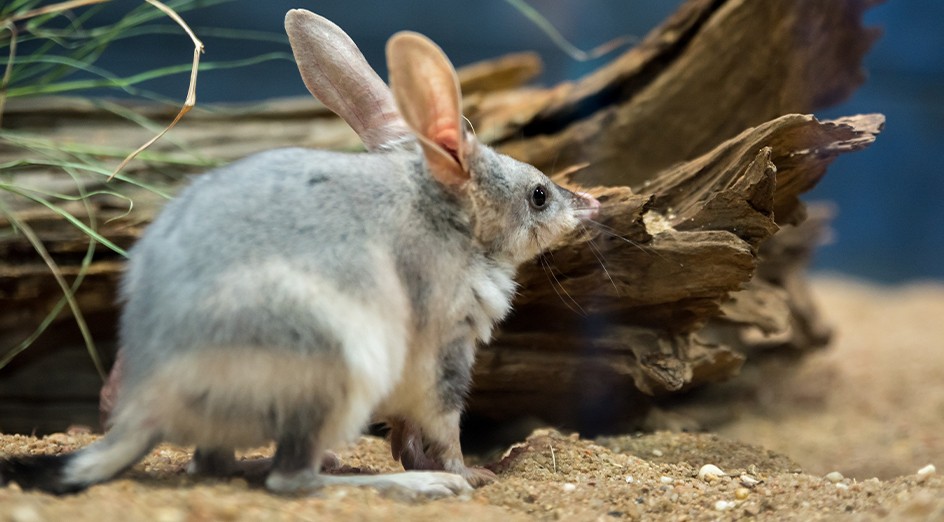 greater-bilby-Card