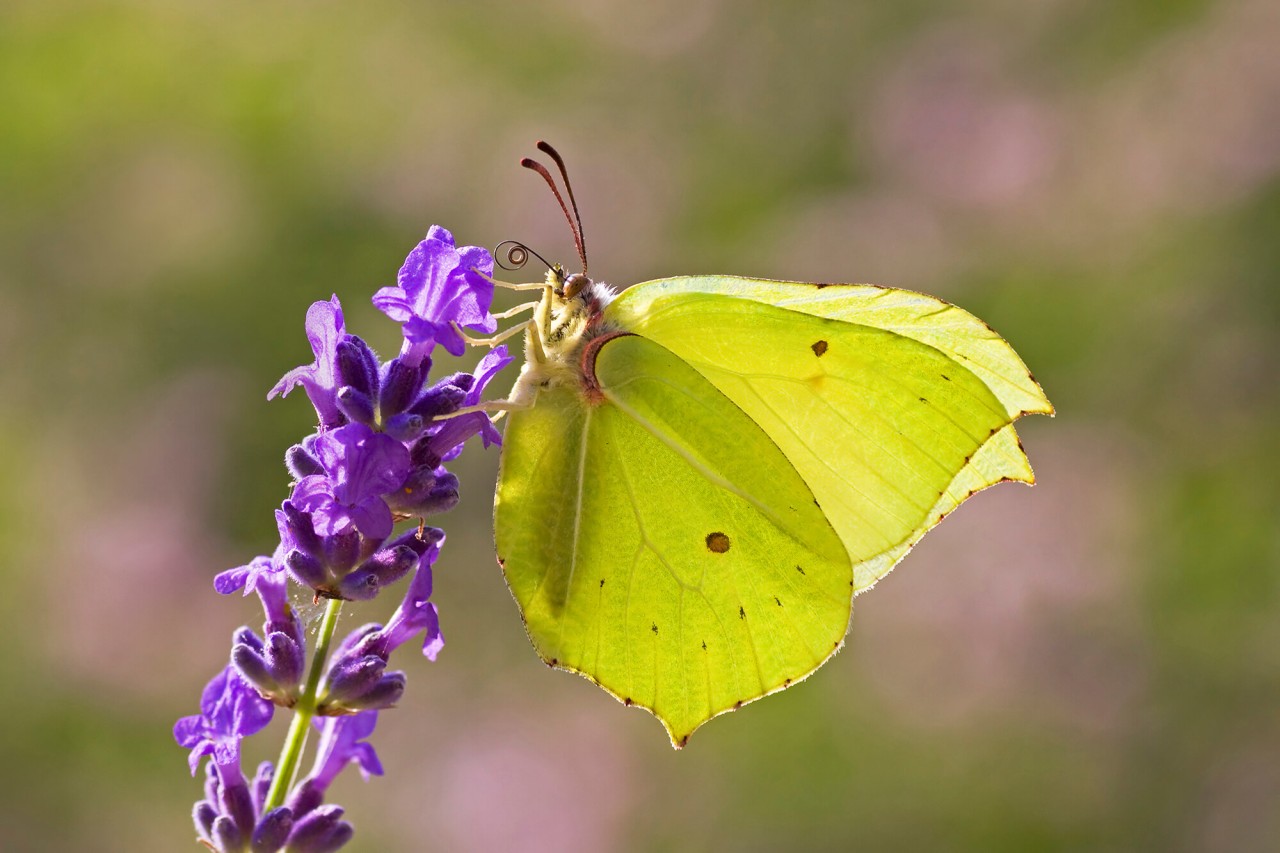 Brimstone_Matt-Berry-Greenwings-Butterfly-Conservation-image-embed-tiny