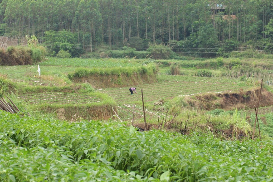 Farmland-in-China-characterised-by-greater-variability-in-the-landscape