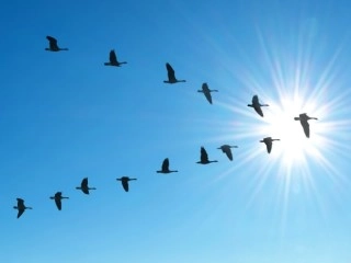 How Do Birds Flock? Researchers Do the Math to Reveal Previously Unknown Aerodynamic Phenomenon