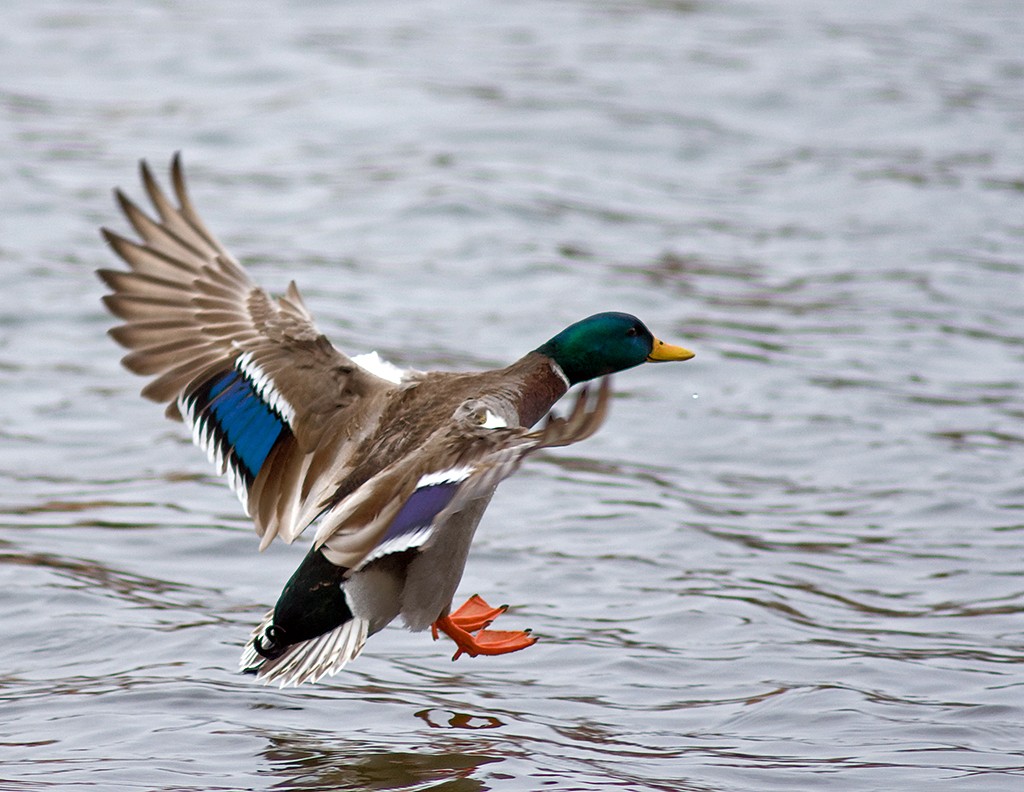 Landing_mallard_drake