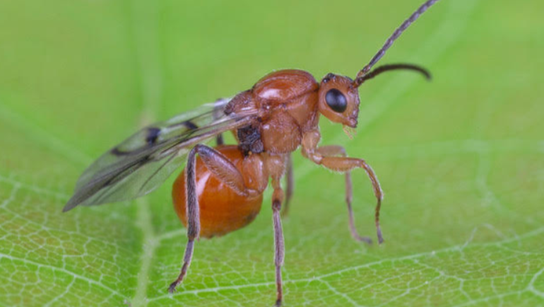 oak-gall-wasp-by-jena-johnson-66e8438631654