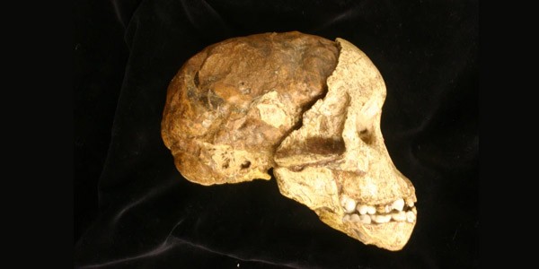 The-Taung-Child-fossil.-Credit_Bernhard-Zipfel-Wits_600x300px