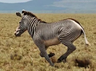 Zebras, wild horses and teams of flying robots