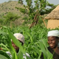 Sustainable agricultural & food systems for the south engineering Master Degree