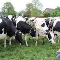 ANIMAL AND DAIRY SCIENCE